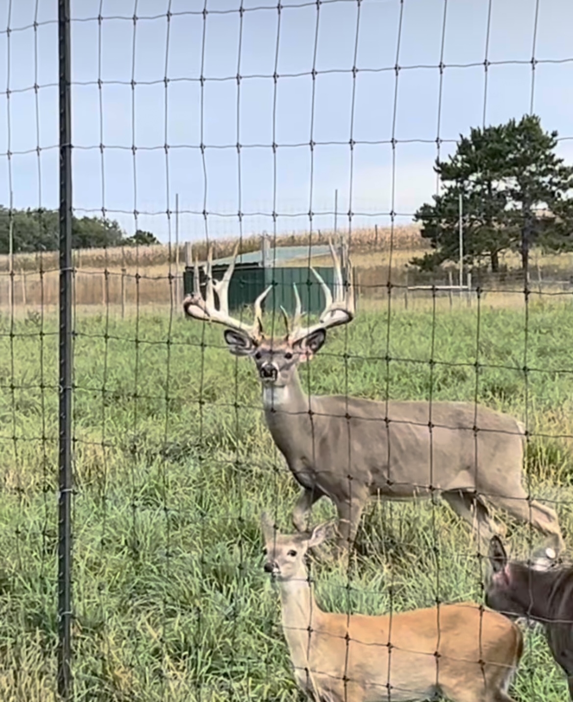 Mature whitetail in autumn timber