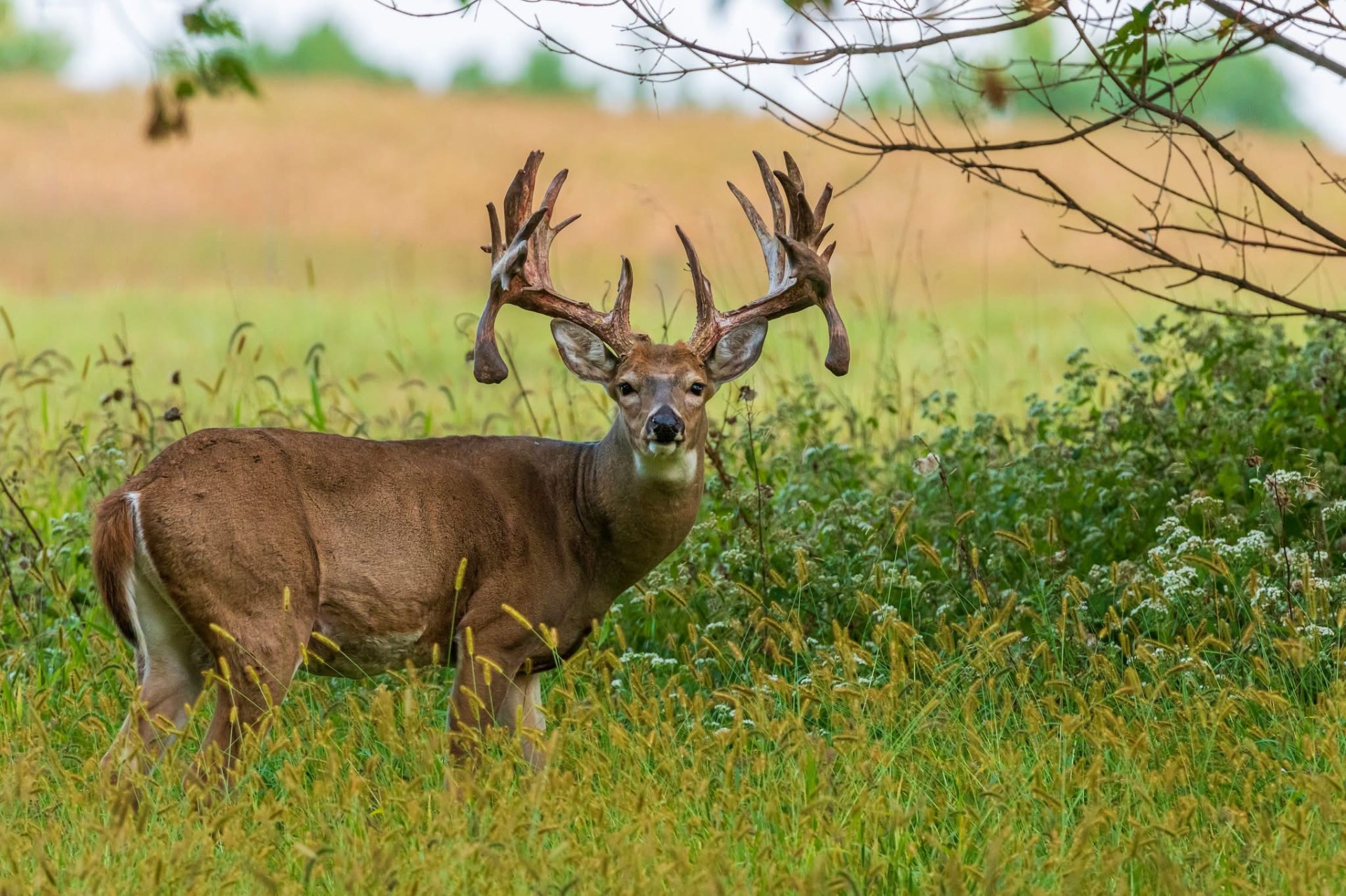 Trophy buck in summer velvet