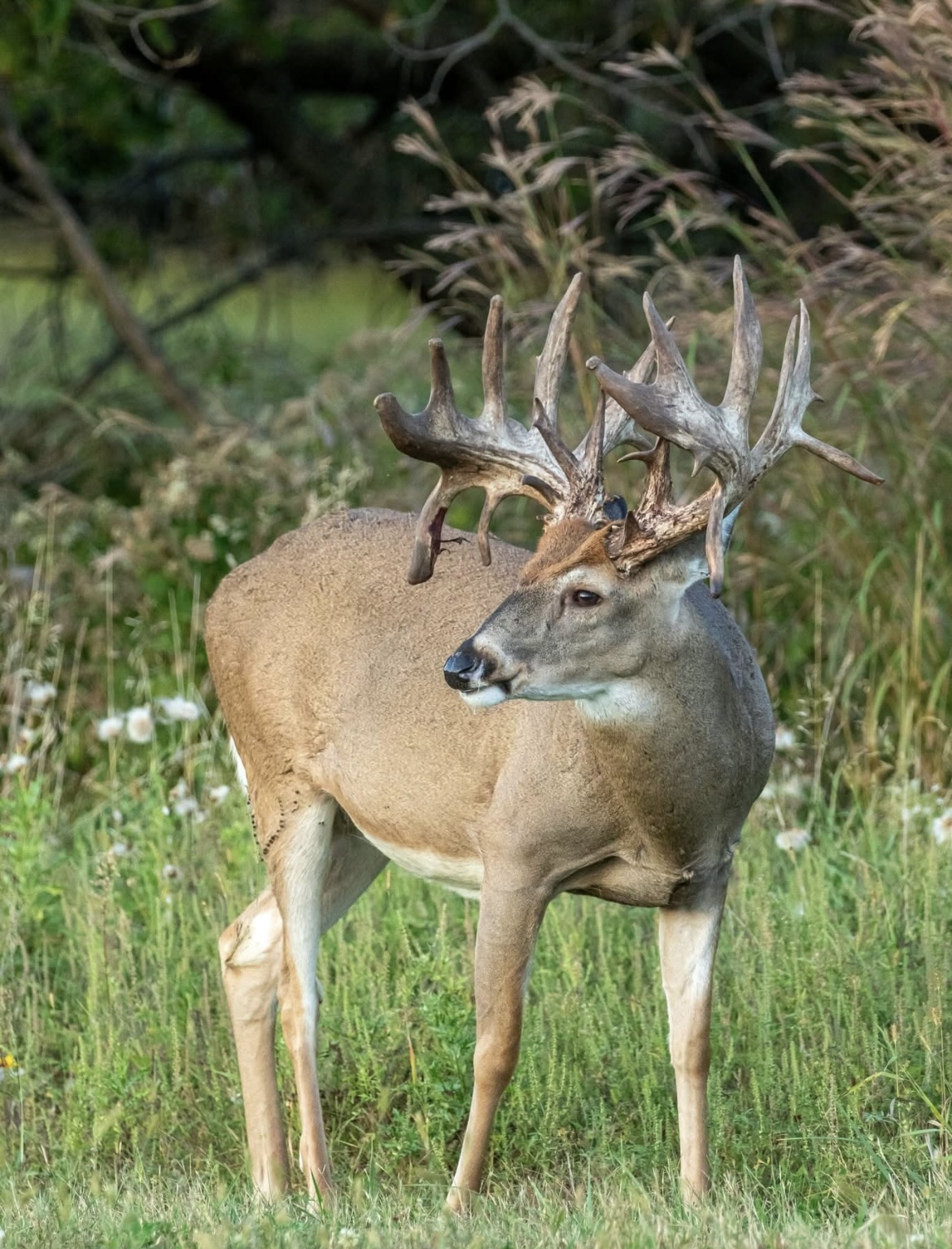 Trophy buck in summer velvet