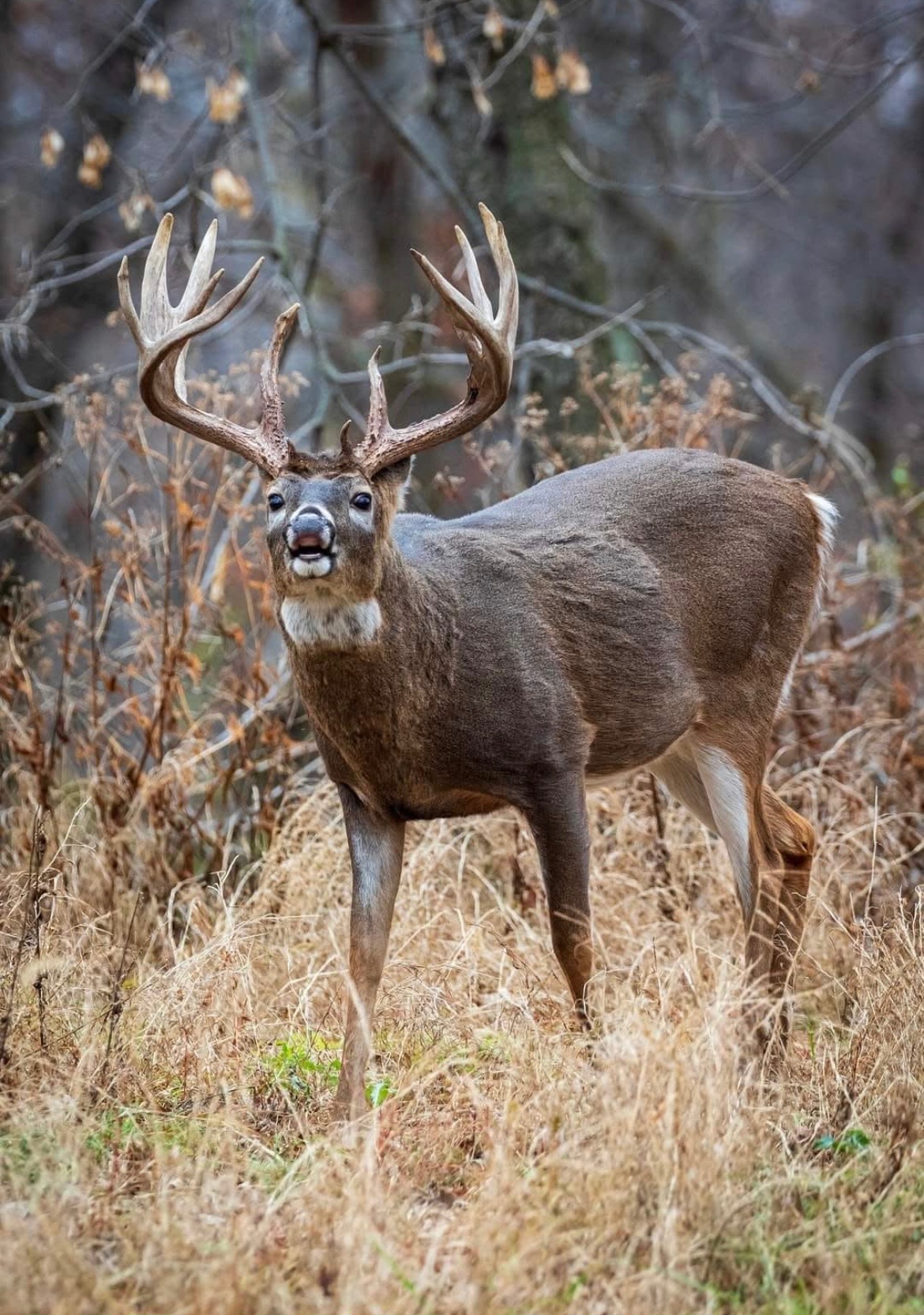 Mature whitetail in autumn timber