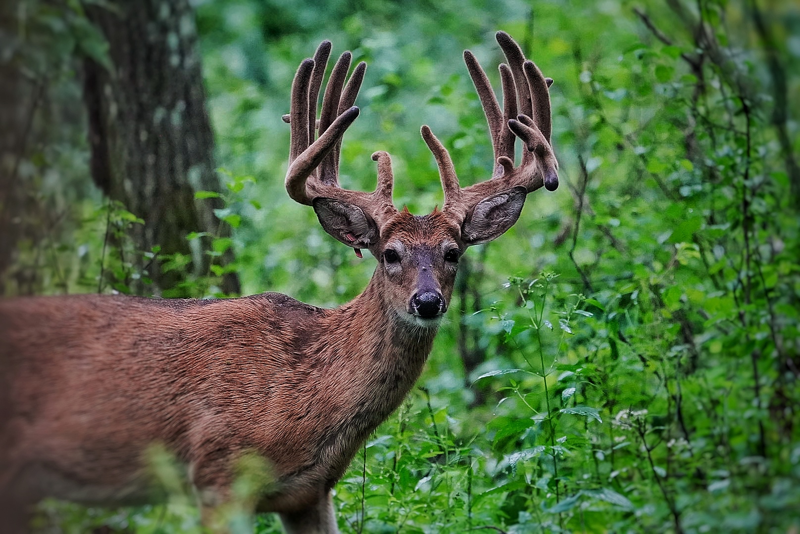 Massive velvet rack up close