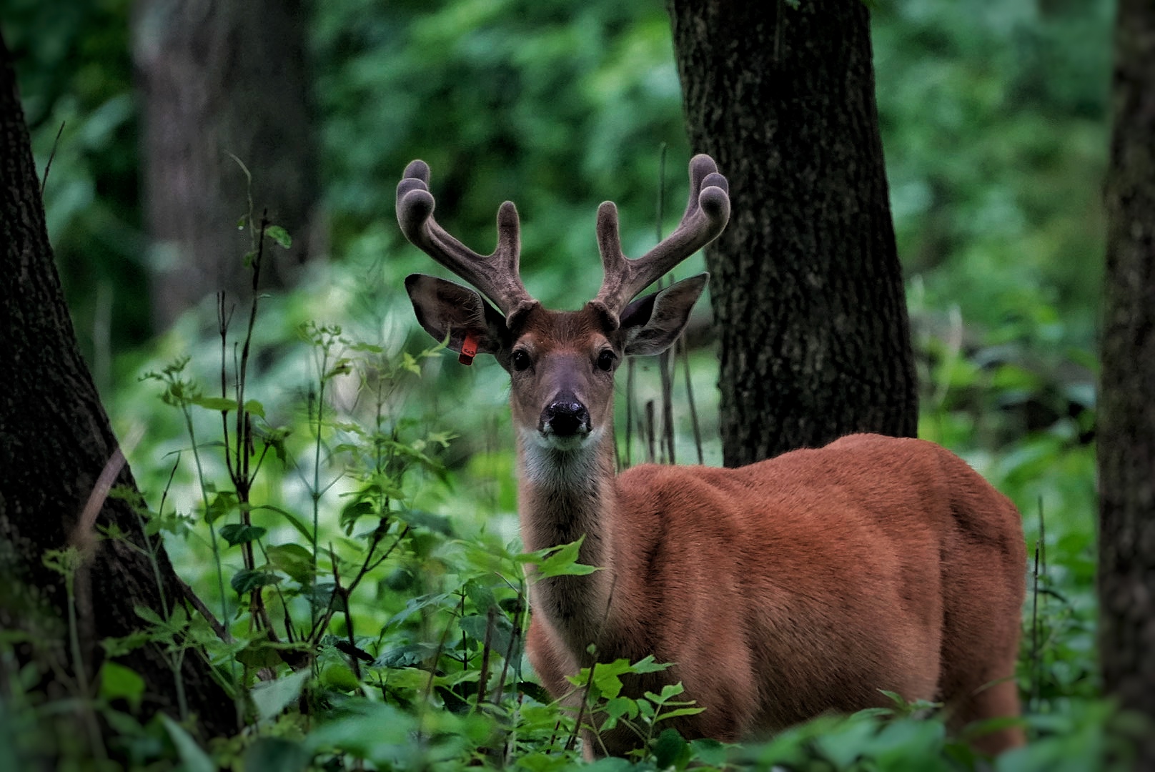 Curious buck in the summer forest