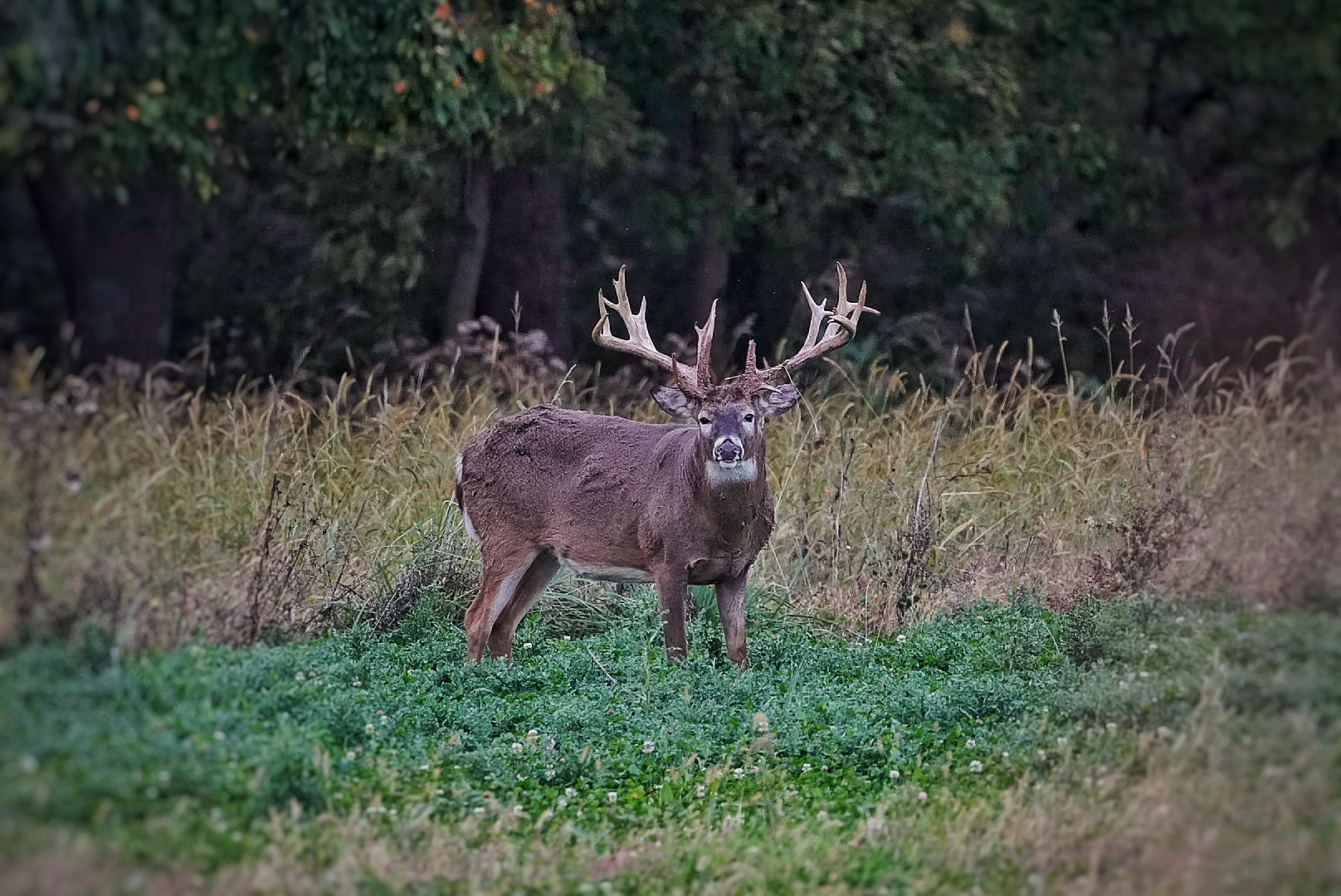 Heavy-racked buck in the meadow