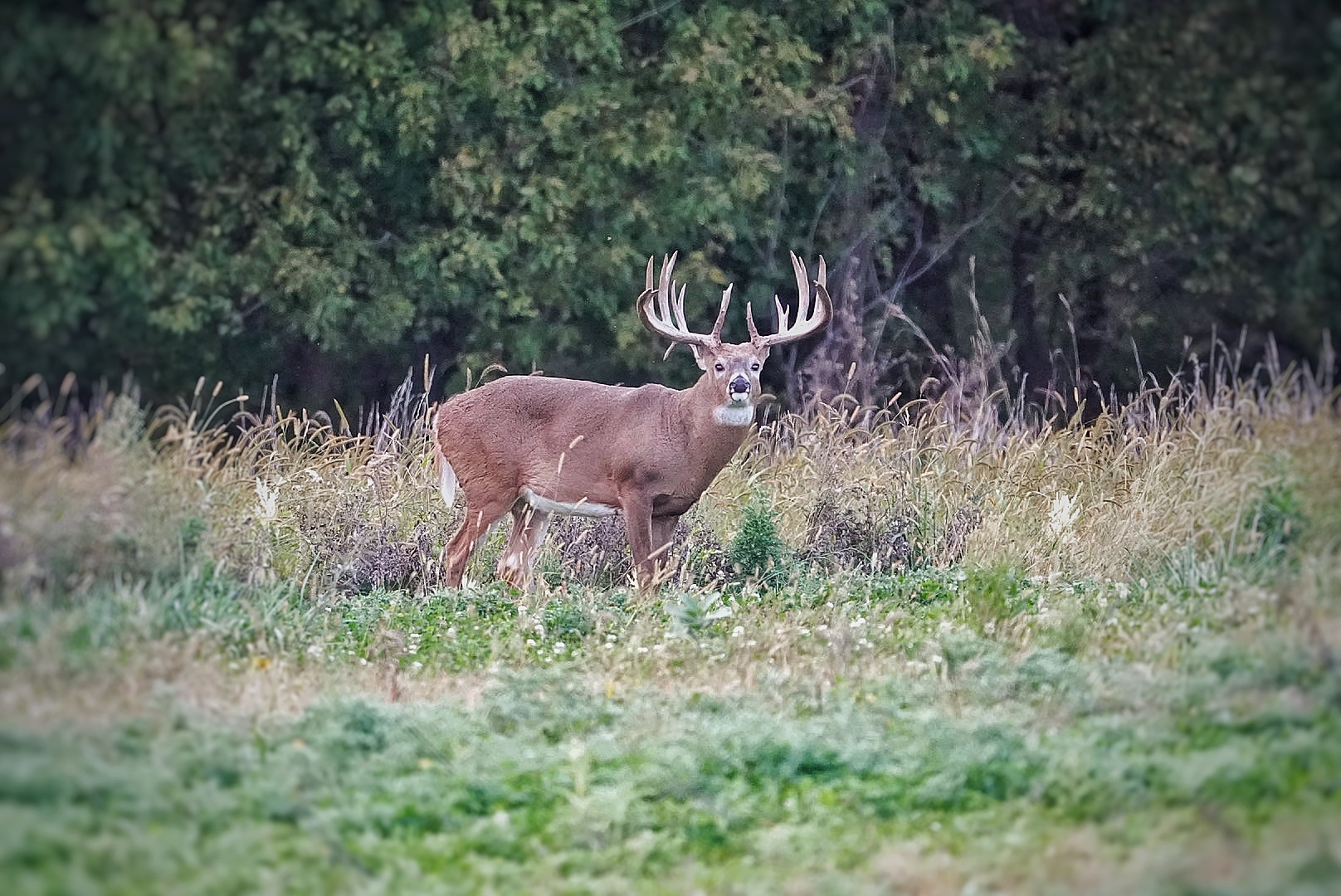 Whitetail standing in tall grass