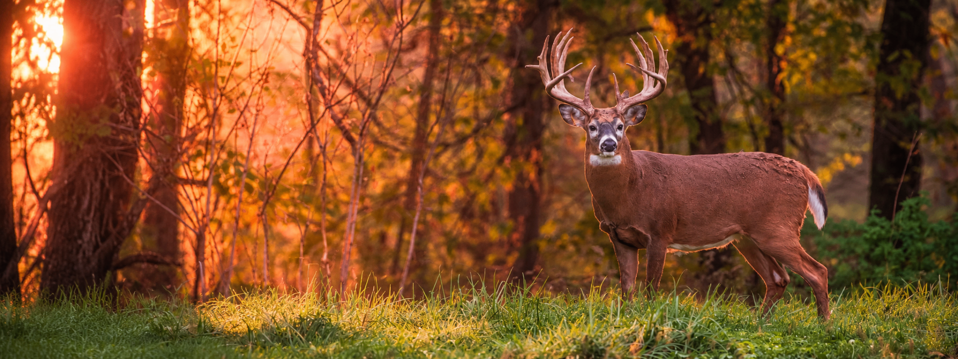 Trophy buck in summer velvet
