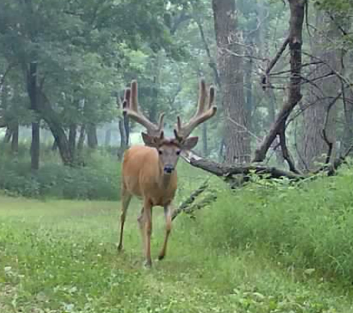 Whitetail standing in tall grass