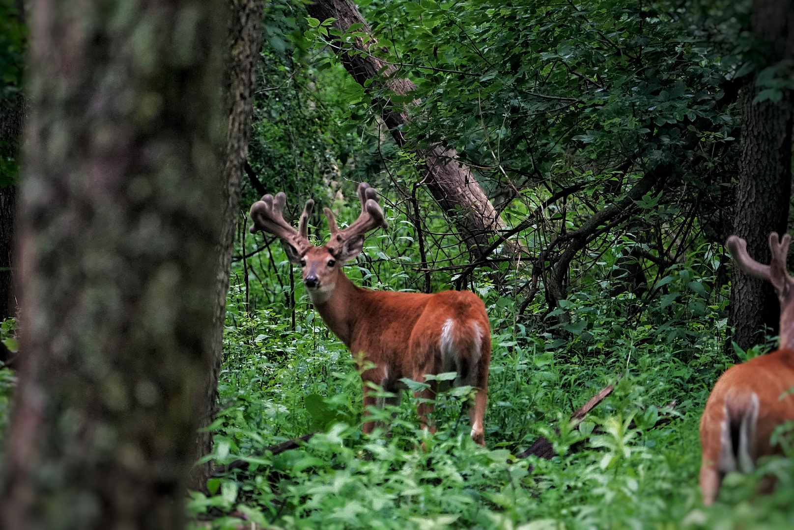 Velvet buck emerging from the woods