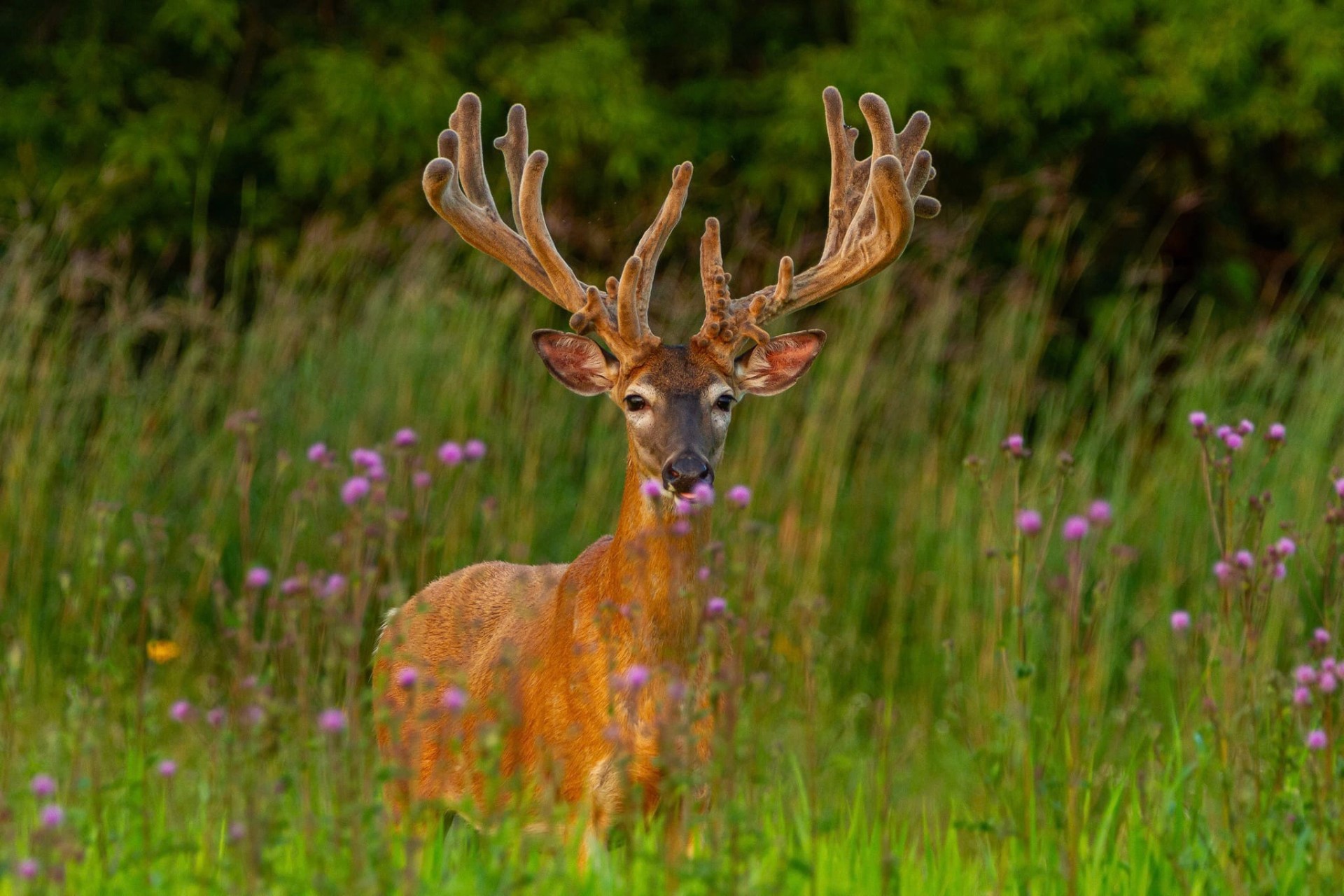 Velvet buck among wildflowers